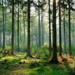 Hạn mức giao đất rừng sản xuất cho các hộ gia đình, cá nhân