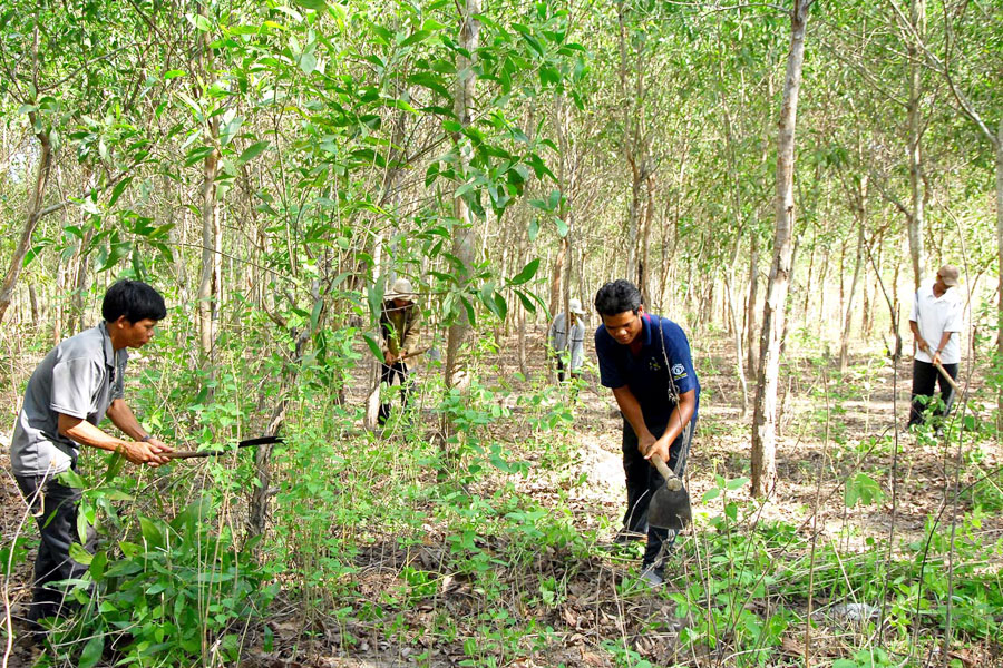 giao đất rừng sản xuất cho các hộ gia đình, cá nhân